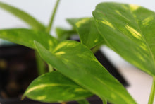 Load image into Gallery viewer, Variegated Epipremnum Pinnatum Yellow Flame Exact Plant