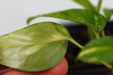 Load image into Gallery viewer, Variegated Epipremnum Pinnatum Yellow Flame Exact Plant