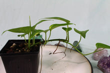 Load image into Gallery viewer, Variegated Epipremnum Pinnatum Yellow Flame Exact Plant