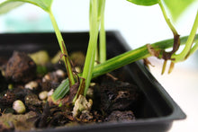 Load image into Gallery viewer, Variegated Epipremnum Pinnatum Yellow Flame Exact Plant