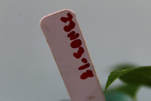 Load image into Gallery viewer, Variegated Epipremnum Pinnatum Yellow Flame Exact Plant