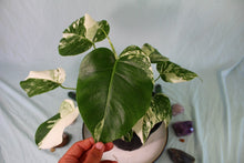 Load image into Gallery viewer, 2 Variegated Monstera Borsigiana Albo in 1 pot, Exact Plant