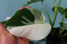Load image into Gallery viewer, 2 Variegated Monstera Borsigiana Albo in 1 pot, Exact Plant