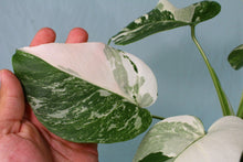 Load image into Gallery viewer, 2 Variegated Monstera Borsigiana Albo in 1 pot, Exact Plant