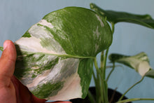 Load image into Gallery viewer, 2 Variegated Monstera Borsigiana Albo in 1 pot, Exact Plant