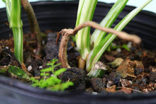 Load image into Gallery viewer, 2 Variegated Monstera Borsigiana Albo in 1 pot, Exact Plant