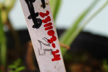 Load image into Gallery viewer, 2 Variegated Monstera Borsigiana Albo in 1 pot, Exact Plant