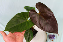 Load image into Gallery viewer, Anthurium Red Beauty, Exact Plant