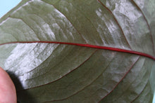 Load image into Gallery viewer, Anthurium Red Beauty, Exact Plant