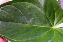 Load image into Gallery viewer, Anthurium Red Beauty, Exact Plant