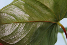 Load image into Gallery viewer, Anthurium Red Beauty, Exact Plant