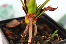 Load image into Gallery viewer, Anthurium Red Beauty, Exact Plant