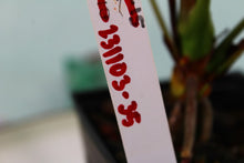 Load image into Gallery viewer, Anthurium Red Beauty, Exact Plant