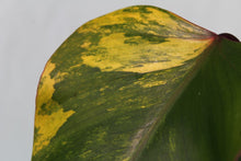 Load image into Gallery viewer, Variegated Philodendron Strawberry Shake, Exact Plant