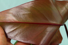 Load image into Gallery viewer, Variegated Philodendron Strawberry Shake, Exact Plant