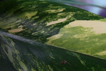 Load image into Gallery viewer, Variegated Philodendron Strawberry Shake, Exact Plant