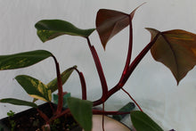 Load image into Gallery viewer, Variegated Philodendron Strawberry Shake, Exact Plant