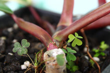 Load image into Gallery viewer, Variegated Philodendron Strawberry Shake, Exact Plant
