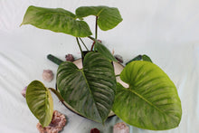 Load image into Gallery viewer, Philodendron Sodiroi, Exact Plant