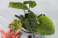 Load image into Gallery viewer, Philodendron Sodiroi, Exact Plant