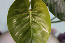 Load image into Gallery viewer, Philodendron Sodiroi, Exact Plant