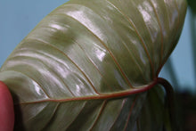 Load image into Gallery viewer, Philodendron Sodiroi, Exact Plant