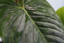 Load image into Gallery viewer, Philodendron Sodiroi, Exact Plant