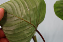 Load image into Gallery viewer, Philodendron Sodiroi, Exact Plant
