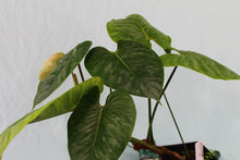 Load image into Gallery viewer, Philodendron Sodiroi, Exact Plant