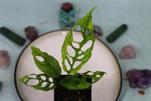 Load image into Gallery viewer, Monstera Obliqua Peru, Exact Plant