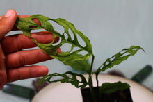 Load image into Gallery viewer, Monstera Obliqua Peru, Exact Plant