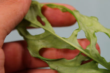 Load image into Gallery viewer, Monstera Obliqua Peru, Exact Plant