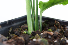 Load image into Gallery viewer, Monstera Obliqua Peru, Exact Plant