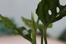 Load image into Gallery viewer, Monstera Obliqua Peru, Exact Plant