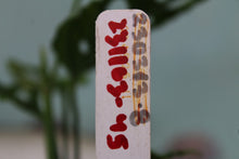 Load image into Gallery viewer, Monstera Obliqua Peru, Exact Plant