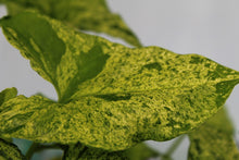Load image into Gallery viewer, Variegated Syngonium Podophyllum Mojito, triple plant pot, Exact Plant