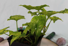 Load image into Gallery viewer, Variegated Syngonium Podophyllum Mojito, triple plant pot, Exact Plant