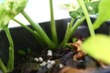 Load image into Gallery viewer, Variegated Syngonium Podophyllum Mojito, triple plant pot, Exact Plant