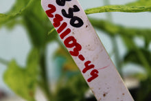 Load image into Gallery viewer, Variegated Syngonium Podophyllum Mojito, triple plant pot, Exact Plant