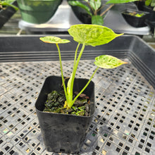 Load image into Gallery viewer, Alocasia Dragon Scale Mint variegated 2.5" pot, Fedex 2day*