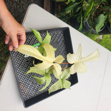 Load image into Gallery viewer, Philodendron Florida Ghost, Exact Plant Ships Nationwide