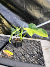 Load image into Gallery viewer, Philodendron Bipennifolium, Exact Plant Variegated Ships Nationwide