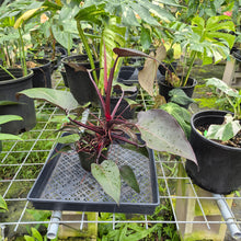Load image into Gallery viewer, Philodendron Pink Princess, Exact Plant Variegated Ships Nationwide