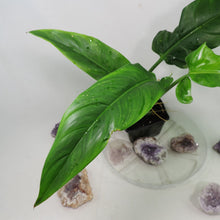 Load image into Gallery viewer, Philodendron Barrosoanum Narrow Form 4" pot, Fedex 2 day*