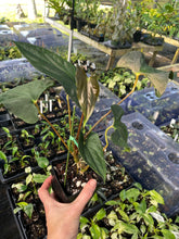 Load image into Gallery viewer, Anthurium Papillilaminum Fort Sherman 4" pot, Fedex 2day*