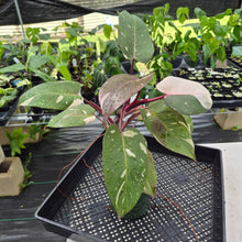 Load image into Gallery viewer, Philodendron Red Anderson Variegated exact plant, Fedex 2day