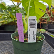 Load image into Gallery viewer, Monstera Borsigiana Aurea, Exact Plant Variegated Ships Nationwide