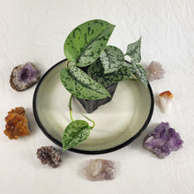 Load image into Gallery viewer, Scindapsus Silver Lady 4" pot, Fedex 2 day*