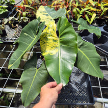 Load image into Gallery viewer, Philodendron Ilsemanii, Exact Plant Variegated Ships Nationwide