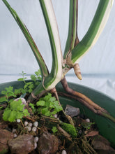 Load image into Gallery viewer, Borsigiana Albo, Exact Plant, variegated Monstera